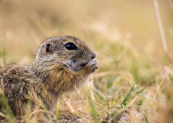Popielice szare to zdolne bestyjki