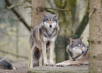 Zgoda na eliminację wilków nie opierała się na niezweryfikowanych danych. GDOŚ wyjaśnia