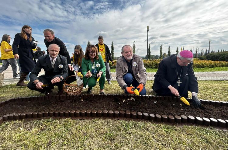 Zasadzili cebulki żonkili dla Hospicjum. Pola Nadziei zakwitną po raz szósty