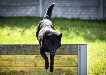 Czworonożni funkcjonariusze Podkarpackiej Policji zdali egzamin i są gotowi do dalszej służby [ZDJĘCIA]