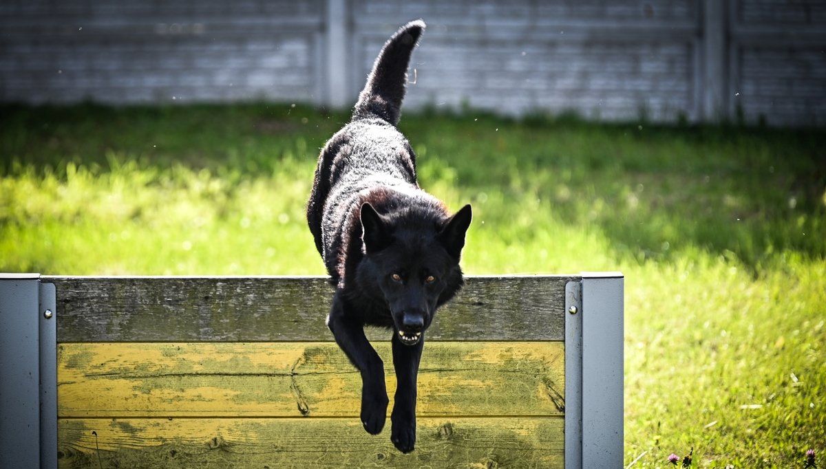 Czworonożni funkcjonariusze Podkarpackiej Policji zdali egzamin i są gotowi do dalszej służby [ZDJĘCIA]