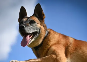 Międzynarodowe Egzaminy Psów Ratowniczych w Wysokiej Głogowskiej