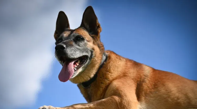 Międzynarodowe Egzaminy Psów Ratowniczych w Wysokiej Głogowskiej