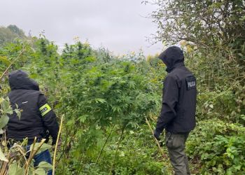 Policjanci zlikwidowali dwie nielegalne uprawy konopi indyjskich