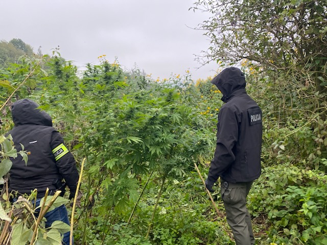 Policjanci zlikwidowali dwie nielegalne uprawy konopi indyjskich