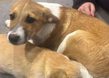 Porzucenie psów w Żłobku. Bieszczadzka Organizacja Ochrony Zwierząt szuka sprawcy [AKTUALIZACJA]