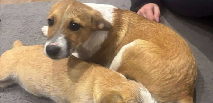 Porzucenie psów w Żłobku. Bieszczadzka Organizacja Ochrony Zwierząt szuka sprawcy [AKTUALIZACJA]