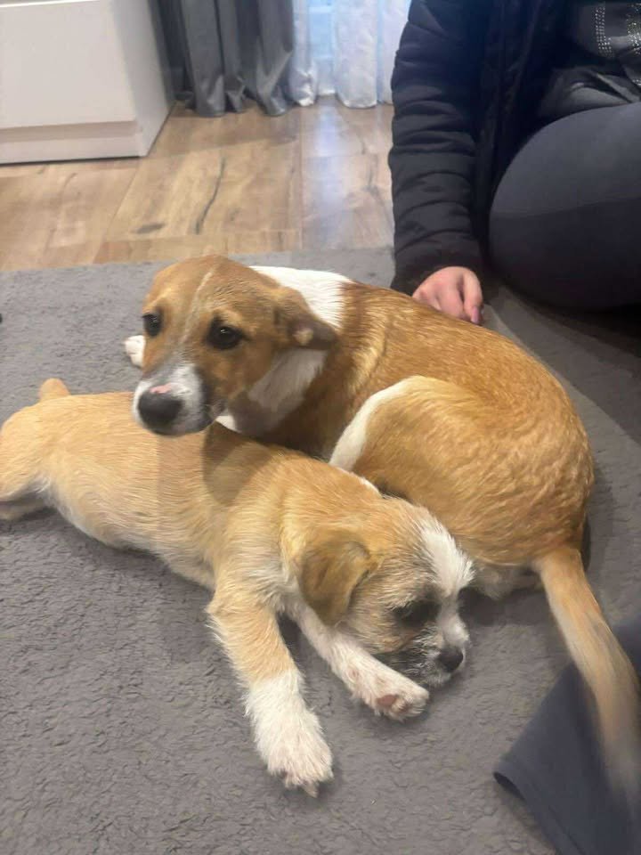 Porzucenie psów w Żłobku. Bieszczadzka Organizacja Ochrony Zwierząt szuka sprawcy [AKTUALIZACJA] - Polskie Radio Rzeszów