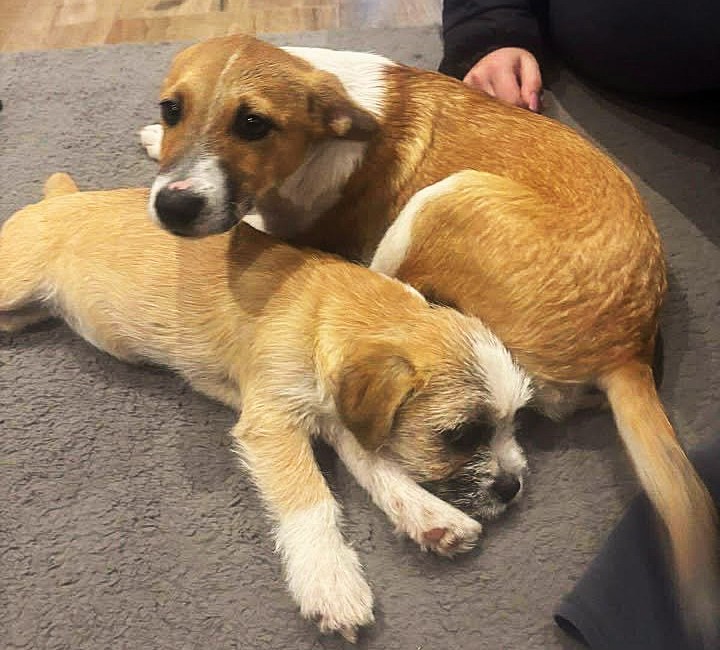 Bieszczadzka Organizacja Ochrony Zwierząt wyjaśnia sprawę szczeniąt z miejscowości Żłobek - Polskie Radio Rzeszów