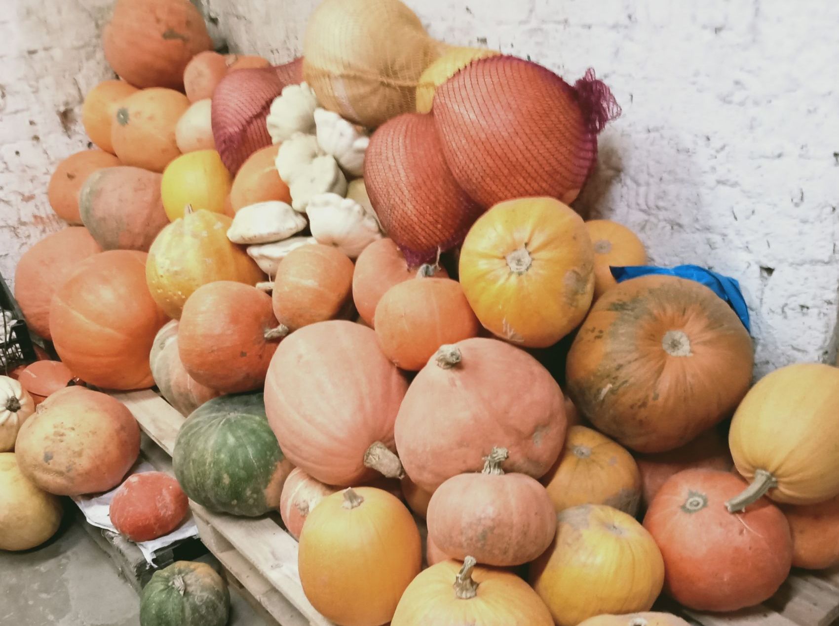 Finał albertyńskiej akcji „Ziemiopłody”. Ponad 25 ton warzyw dla potrzebujących 6 - Polskie Radio Rzeszów Finał albertyńskiej akcji „Ziemiopłody”. Ponad 25 ton warzyw dla potrzebujących