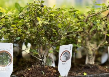 Festiwal Roślin w Rzeszowie. Setki gatunków i darmowy wstęp dla miłośników zieleni