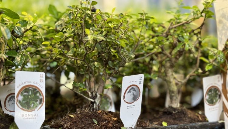 Festiwal Roślin w Rzeszowie. Setki gatunków i darmowy wstęp dla miłośników zieleni