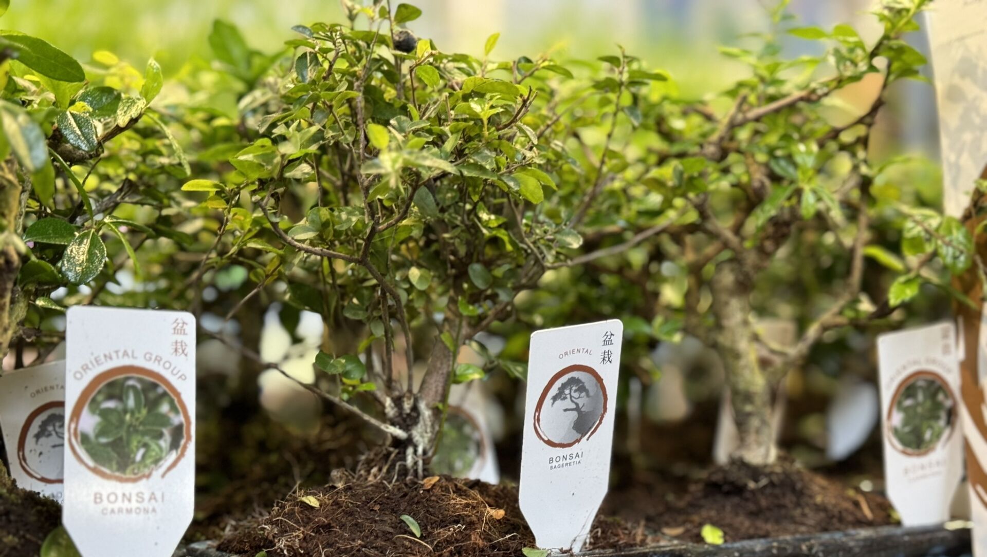 Festiwal Roślin w Rzeszowie. Setki gatunków i darmowy wstęp dla miłośników zieleni 7 - Polskie Radio Rzeszów Festiwal Roślin w Rzeszowie. Setki gatunków i darmowy wstęp dla miłośników zieleni