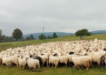 „Osod” w bieszczadzkiej Osławicy. W wydarzeniu bierze udział setki turystów [ZDJĘCIA]