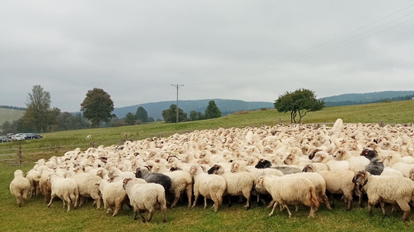 „Osod” w bieszczadzkiej Osławicy. W wydarzeniu bierze udział setki turystów [ZDJĘCIA]