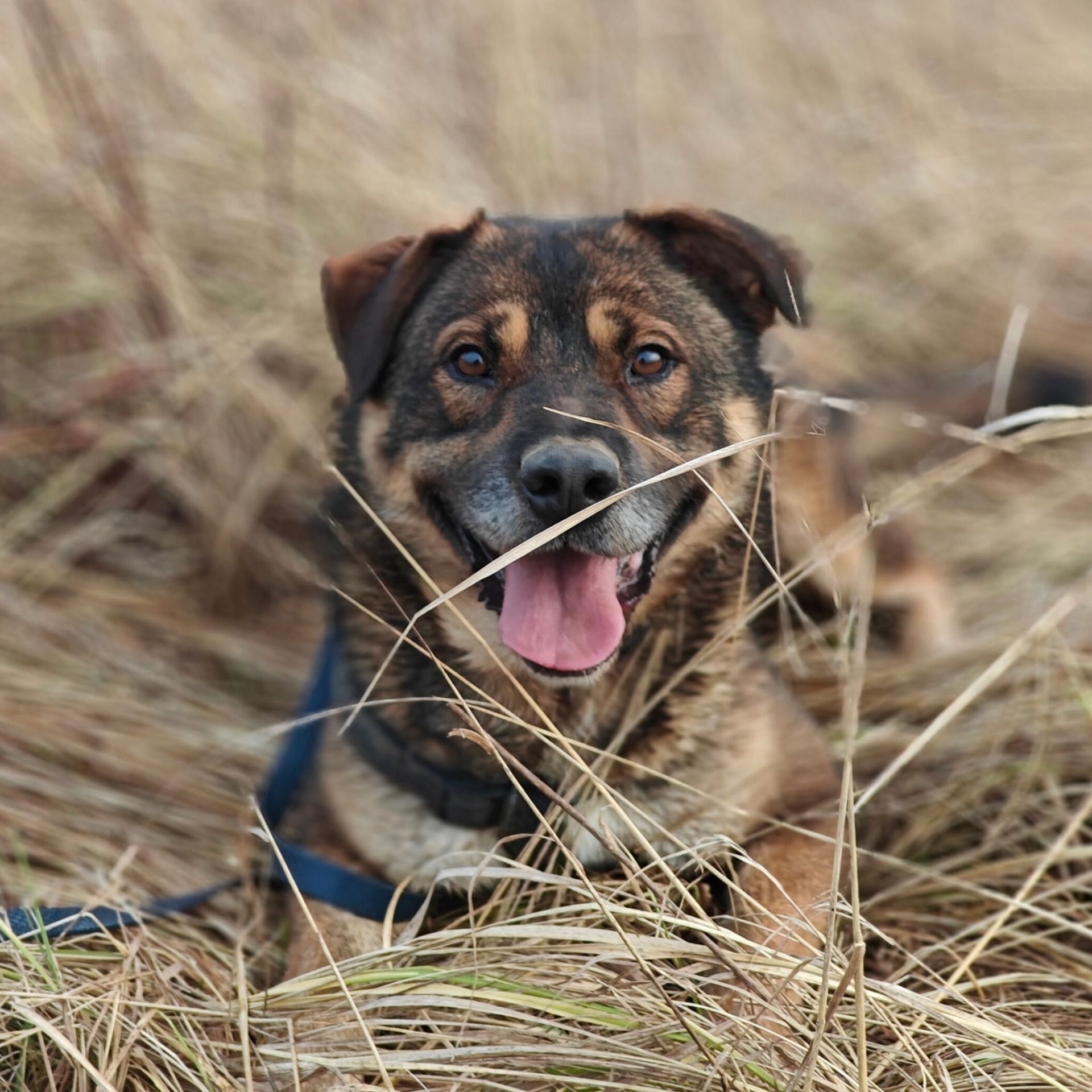 Jesienna pielęgnacja sierści psów i kotów. Jak przygotować pupila na mróz? - Polskie Radio Rzeszów
