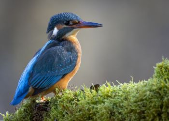 Zimorodek – symbol spokoju i natury