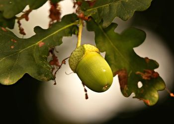 10 dębów, w tym jeden potomek Bartka, zostanie posadzonych na Podkarpaciu