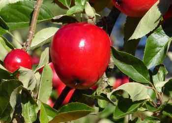 Baleriny nie tylko do ogrodu. Kolumnowe drzewa owocowe ozdobą tarasów i balkonów