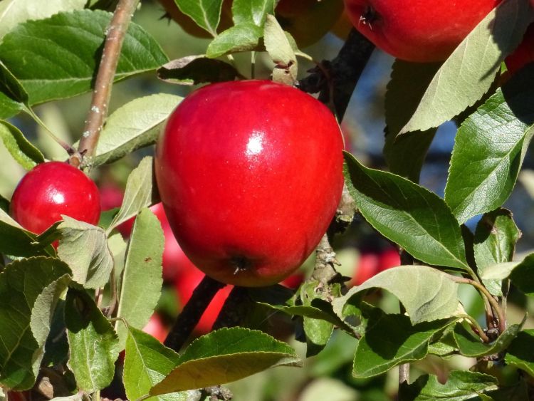 Baleriny nie tylko do ogrodu. Kolumnowe drzewa owocowe ozdobą tarasów i balkonów