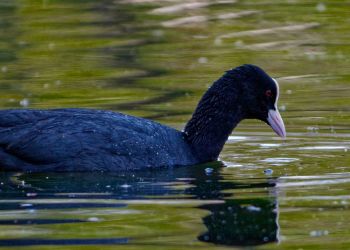 Spór o sporną łyskę