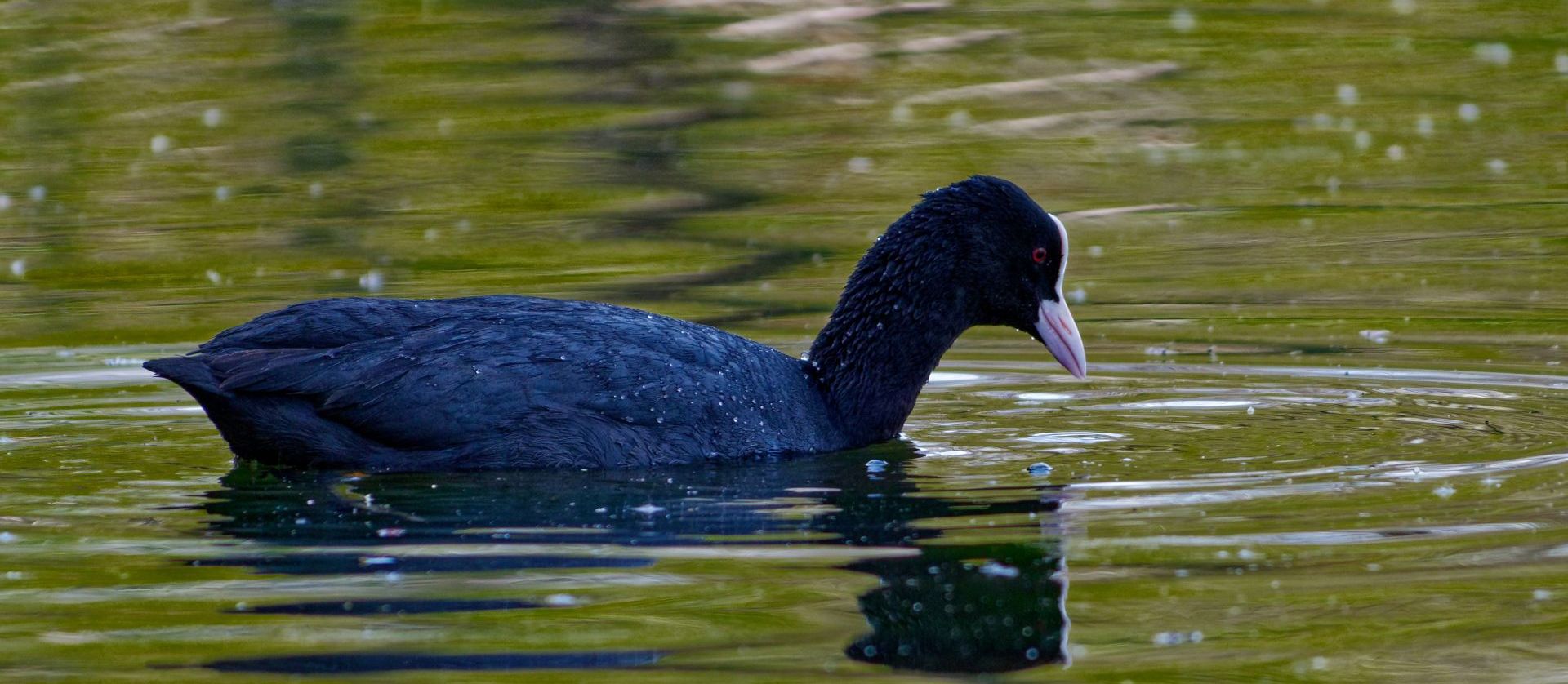 Spór o sporną łyskę