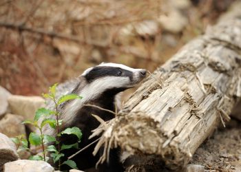 Borsuk – wyjątkowy mieszkaniec polskich lasów