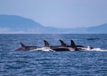 Uratowano załogę jachtu zatopionego przez orki