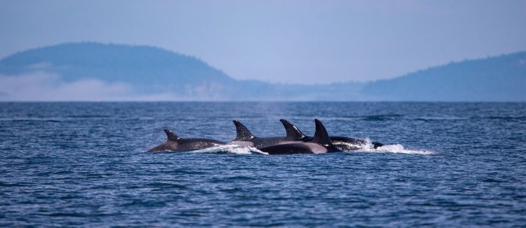 Uratowano załogę jachtu zatopionego przez orki