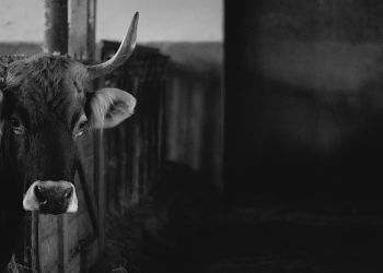 Krowa wpadła do zbiornika w powiecie jasielskim. Akcja strażaków trwała 2 godziny