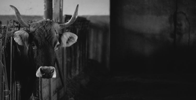 Krowa wpadła do zbiornika w powiecie jasielskim. Akcja strażaków trwała 2 godziny