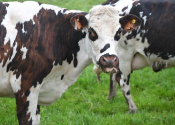 02 października – Światowy Dzień Zwierząt Hodowlanych