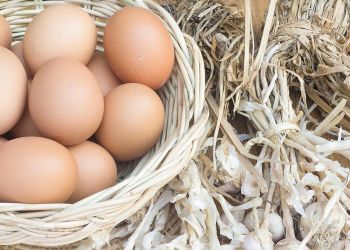 Nie bójmy się jeść jajek