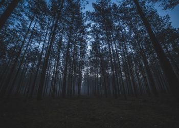 Dramat pod Zieloną Górą. Psy zagryzły mężczyznę na grzybach