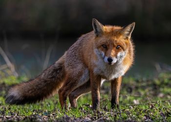 Ruszyła akcja szczepienia lisów przeciwko wściekliźnie