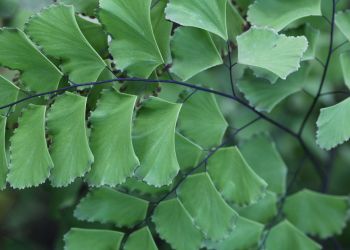 Miłorząb japoński w polskim ogrodzie – jak o niego dbać, by rósł zdrowo?