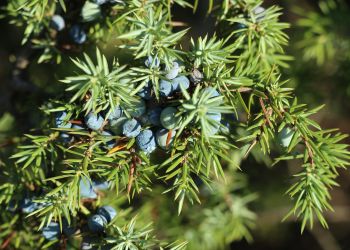 Inwazyjny chrząszcz zagraża drzewom w Rzeszowie. Dumek jałowcowy atakuje iglaki