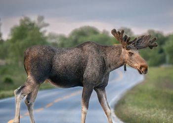 Łoś spacerował po Rzeszowie. Policja eskortowała zwierzę
