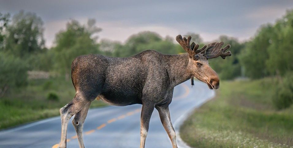 Łoś spacerował po Rzeszowie. Policja eskortowała zwierzę