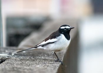 Chwalipięta, czy chwaligonka