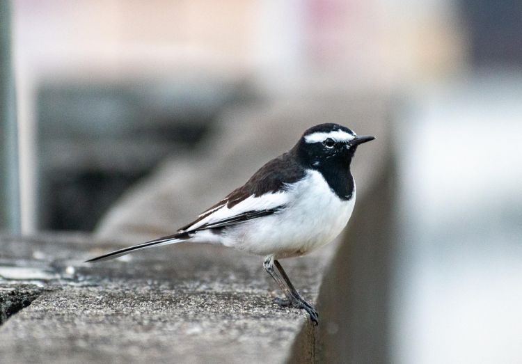 Chwalipięta, czy chwaligonka