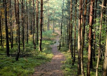Ścieżka przyrodniczo-edukacyjna „Kobyle Jezioro” tymczasowo zamknięta