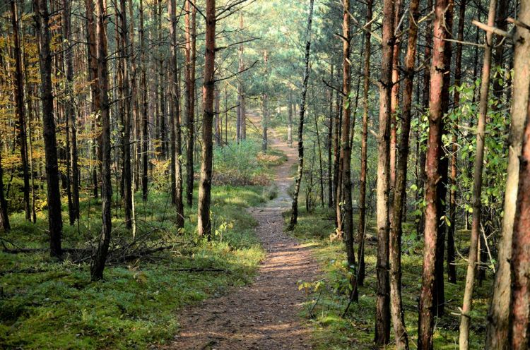 Ścieżka przyrodniczo-edukacyjna „Kobyle Jezioro” tymczasowo zamknięta