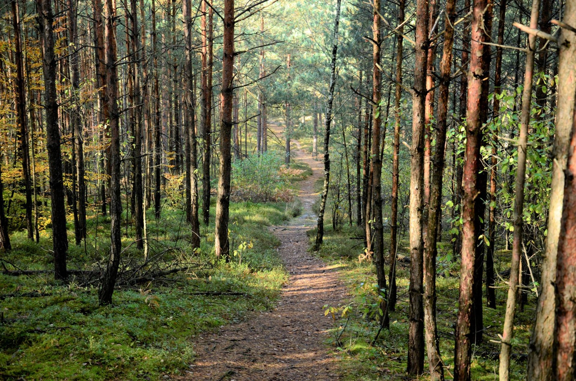 Ścieżka przyrodniczo-edukacyjna „Kobyle Jezioro” tymczasowo zamknięta