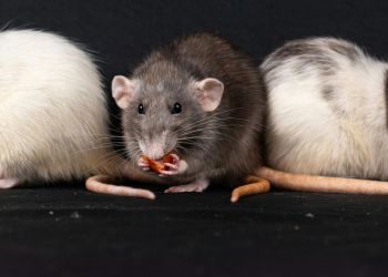 Łańcut walczy z gryzoniami. Ruszyła akcja deratyzacyjna