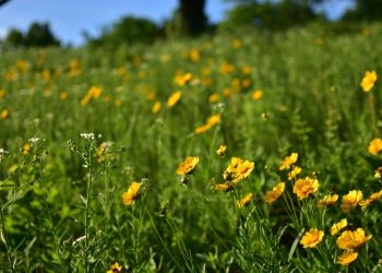Dlaczego chwasty nie są takie złe?