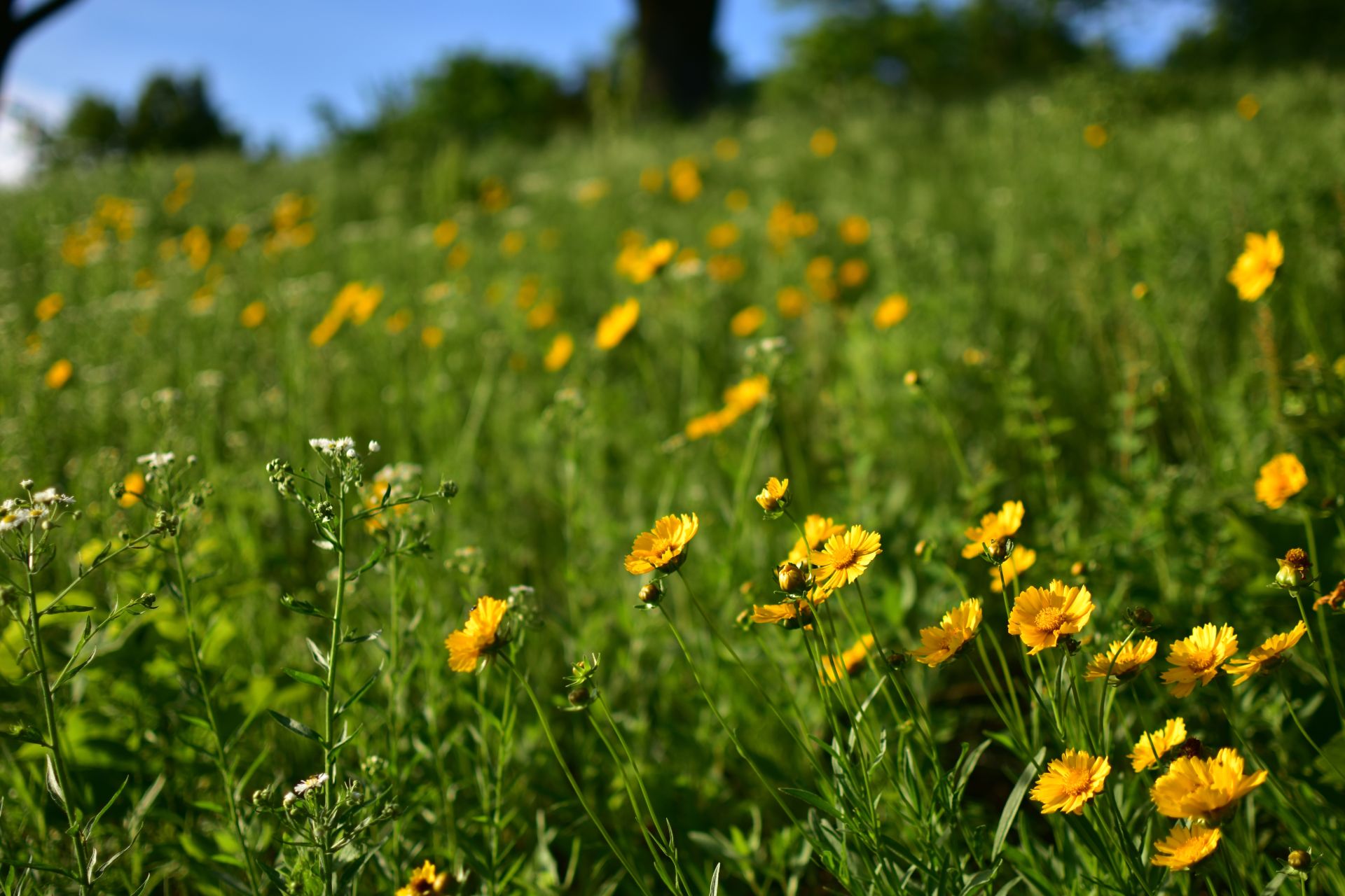 Dlaczego chwasty nie są takie złe?