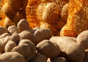 Kryzys w rolnictwie na Podkarpaciu: plony wysokie, zyski zerowe. Rolnicy rezygnują ze zbiorów