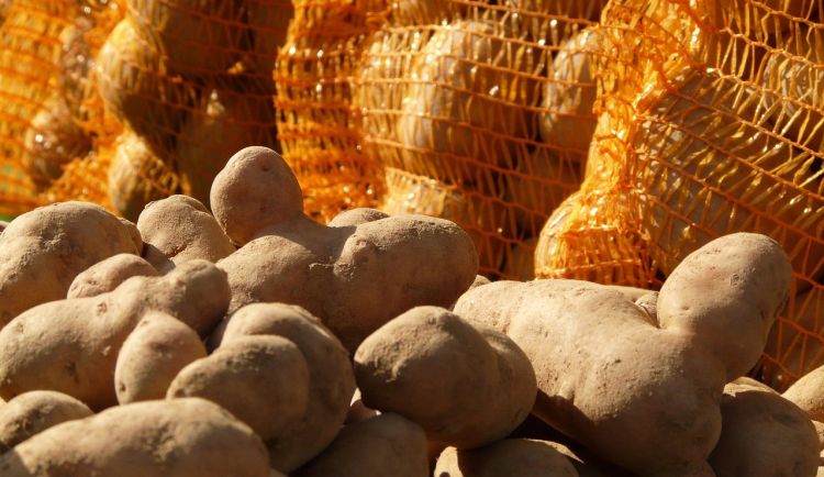 Kryzys w rolnictwie na Podkarpaciu: plony wysokie, zyski zerowe. Rolnicy rezygnują ze zbiorów