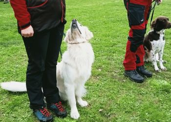 Czworonogi na egzaminie ratowniczym w Wysokiej Głogowskiej